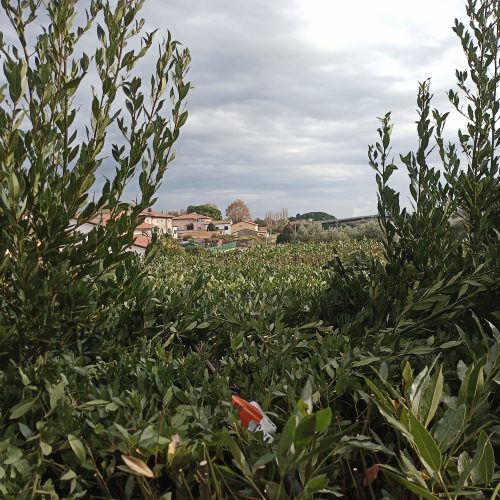 Giardinaggio Taglio Siepi 1 Alloro Pisa
