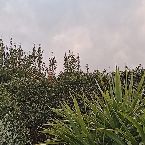 Giardinaggio Taglio Siepi 5 Alloro Pisa