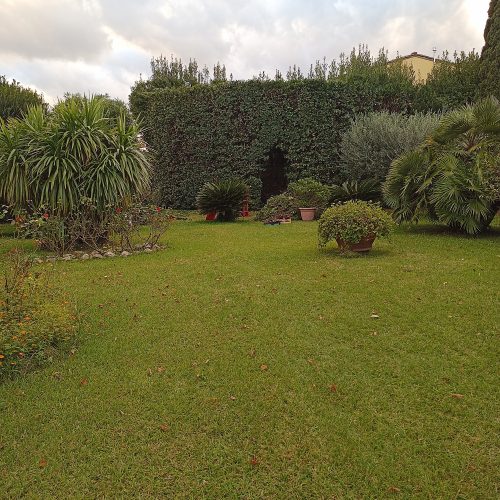 Giardinaggio Taglio Siepi Alloro Pisa