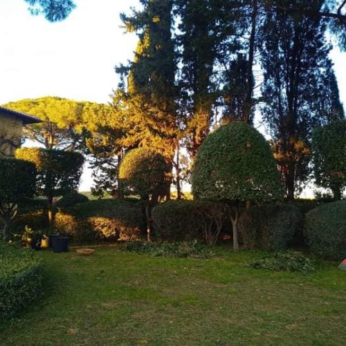 Giardinaggio Taglio Siepi Livorno (2)