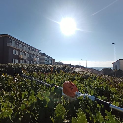 Giardinaggio Taglio Siepi Livorno (4)