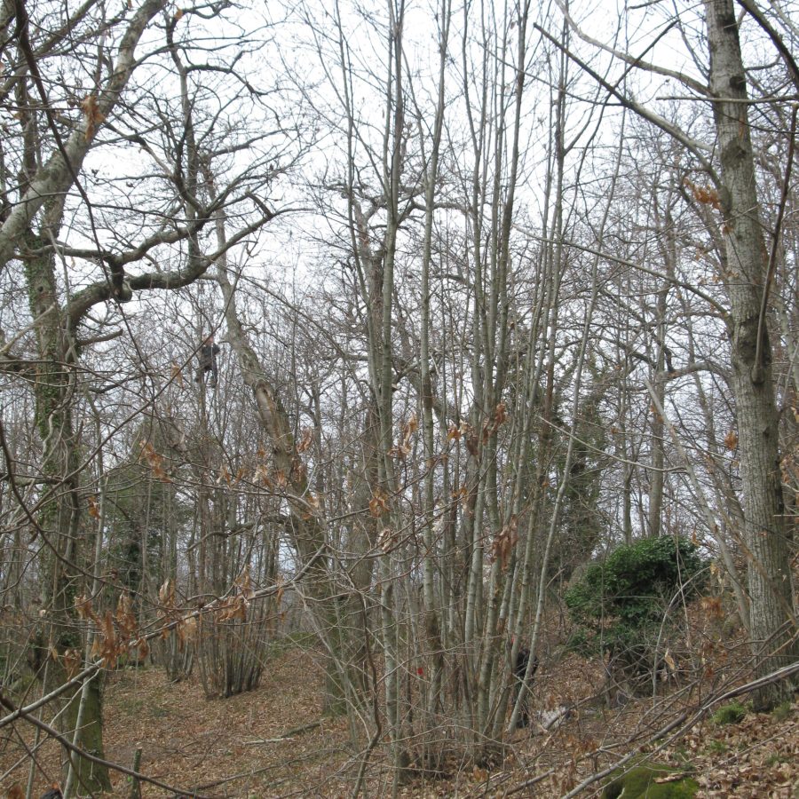 Potatura Castagni Garfagnana Livorno Pisa Lucca (6)