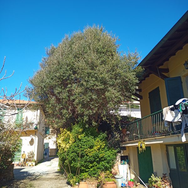 Potatura Olivi 1 Livorno
