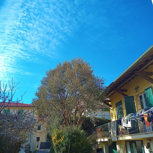 Potatura Olivi 2 Livorno