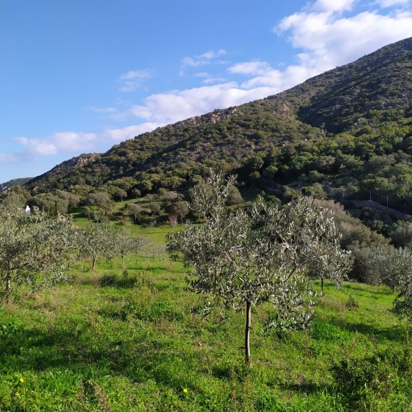 Potatura Olivi Livorno
