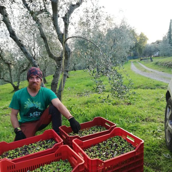 Potatura Raccolta Olivi (5)