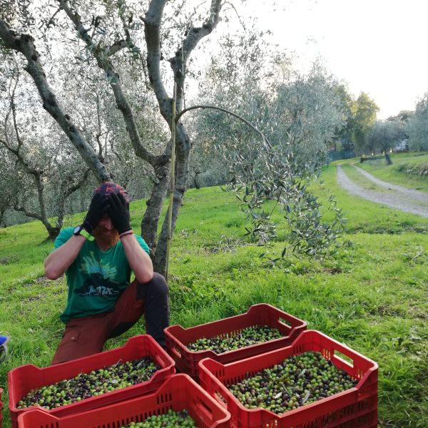 Potatura Raccolta Olivi (6)