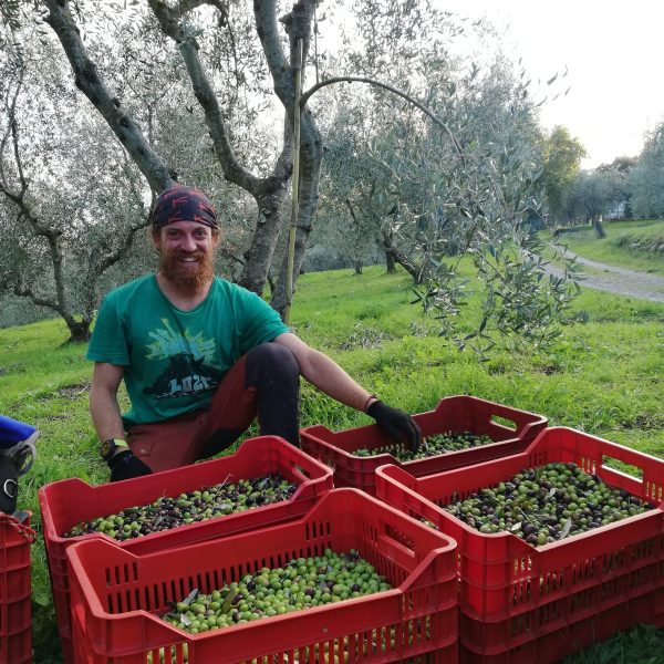 Potatura Raccolta Olivi (7)