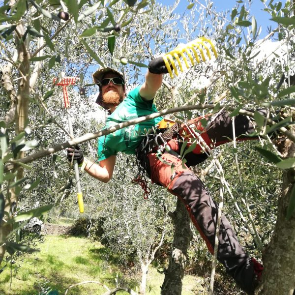 Potatura Raccolta Olivi